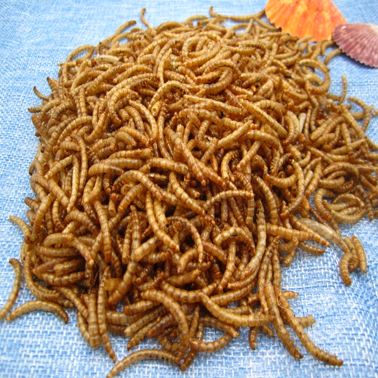 yellow mealworm contains many minerals birds food popular in Europe 